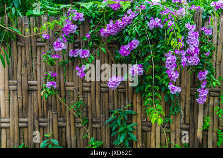 Recinto di bambù con aglio Vine fiori di casa rurale in Thailandia Foto Stock