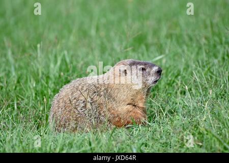 Marmotta (Marmota monax) seduto in erba durante una calda giornata estiva Foto Stock