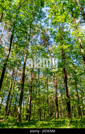 Bellissimo bosco di latifoglie in estate Foto Stock