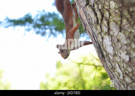 Scoiattolo rosso andando verso il basso a partire da un albero di pino. La fauna selvatica all interno della foresta mediterranea. Soft focus. Ambiente con il buio e la luce di contrasti Foto Stock