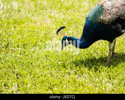 Peacock foraggio per i prodotti alimentari su erba verde. Foto Stock