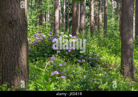 Rododendri un non nativo specie crescente selvatici in un bosco, England, Regno Unito Foto Stock