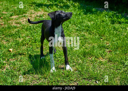 Cane giocando al di fuori di sorrisi. Happy dog. Un bellissimo cucciolo di cane Foto Stock