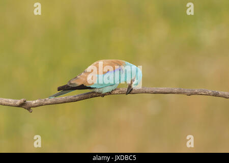 Rullo europea (Coracias garrulus), Adulto, becco di pulizia sul ramo, Vojvodina, Serbia, Giugno Foto Stock