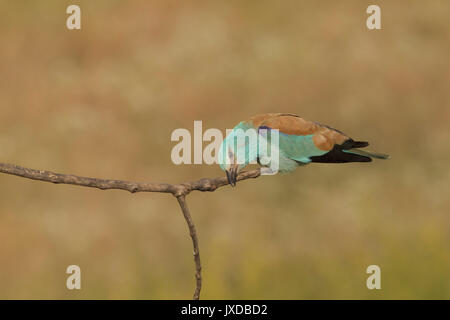 Rullo europea (Coracias garrulus), Adulto, becco di pulizia sul ramo, Vojvodina, Serbia, Giugno Foto Stock