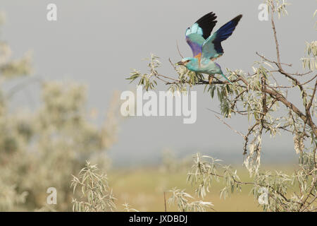 Rullo europea (Coracias garrulus), Adulto, tenendo fuori dalla struttura ad albero, Vojvodina, Serbia, Giugno Foto Stock