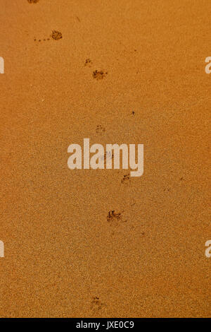 Immagine inusuale della zampa del cane stampe su immacolate sabbia arancione camminando nel retro dell'inquadratura Foto Stock