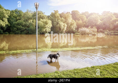 Un cane in un parco su un percorso allagata dopo il sorgere del sole. Foto Stock