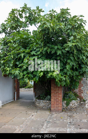 Un grande albero di fico Ficus carica della Moraceae crescendo in North Norfolk REGNO UNITO Foto Stock