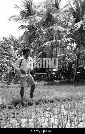Bali/Indonesia - Settembre 20, 2016: agricoltore a Bali tendente al suo campo di riso raccolti con irroratrice, camminando attraverso i suoi campi di risone in Ubud Foto Stock