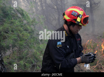 Kalamos, Grecia. 15 Agosto, 2017. Un vigile del fuoco salva un uccello dalla fiamma come gli incendi boschivi rage vicino al villaggio di Kalamos, a nord di Atene, Grecia, il 15 agosto 2017. La Grecia ha chiesto la protezione civile europea di assistenza su Martedì per contribuire a combattere gli incendi boschivi che infuria nei pressi di Atene, un portavoce del servizio antincendio, Stavroula Malliri ha detto a un briefing con la stampa. (Xinhua/Sotiris Dimitropoulos) Credito: Xinhua/Alamy Live News Foto Stock