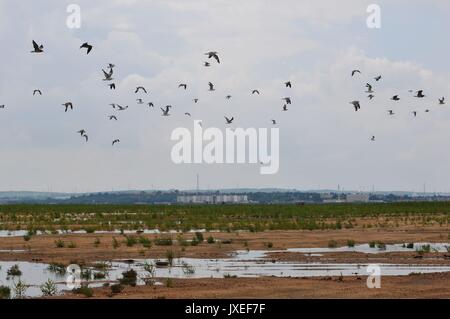 Qingdao, Qingdao, Cina. Il 15 agosto, 2017. Qingdao, CINA-Agosto 15 2017: (solo uso editoriale. Cina OUT) .i cinesi crested terne può essere visto presso la baia di Jiaozhou Wetland a Qingdao, Cina orientale della provincia di Shandong. Il Chinese crested Tern (sterna bernsteini) è pensato per essere forse estinto e raramente essere visto. Credito: SIPA Asia/ZUMA filo/Alamy Live News Foto Stock