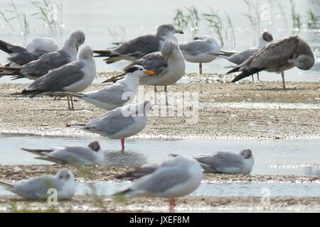 Qingdao, Qingdao, Cina. Il 15 agosto, 2017. Qingdao, CINA-Agosto 15 2017: (solo uso editoriale. Cina OUT) .i cinesi crested terne può essere visto presso la baia di Jiaozhou Wetland a Qingdao, Cina orientale della provincia di Shandong. Il Chinese crested Tern (sterna bernsteini) è pensato per essere forse estinto e raramente essere visto. Credito: SIPA Asia/ZUMA filo/Alamy Live News Foto Stock