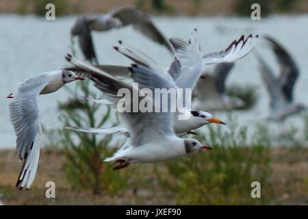 Qingdao, Qingdao, Cina. Il 15 agosto, 2017. Qingdao, CINA-Agosto 15 2017: (solo uso editoriale. Cina OUT) .i cinesi crested terne può essere visto presso la baia di Jiaozhou Wetland a Qingdao, Cina orientale della provincia di Shandong. Il Chinese crested Tern (sterna bernsteini) è pensato per essere forse estinto e raramente essere visto. Credito: SIPA Asia/ZUMA filo/Alamy Live News Foto Stock