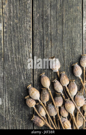 Essiccato teste di papavero. Papavero blu. Vista dall'alto. Foto Stock