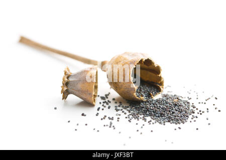 Apertura della testa di papavero e seme isolati su sfondo bianco. Papavero blu. Foto Stock