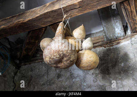 Oriente Serbia - essiccata zucche appeso ad una trave del soffitto in cantina Foto Stock