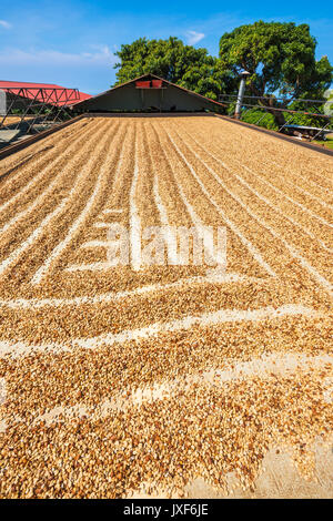 I chicchi di caffè di essiccazione al sole, Costa di Kona, la Big Island delle Hawaii, STATI UNITI D'AMERICA Foto Stock