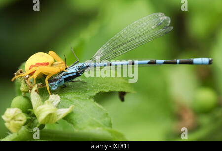 Un giallo ragno granchio (Misumena vatia) mangiando un comune Damselfly blu (Enallagma cyathigerum). Foto Stock