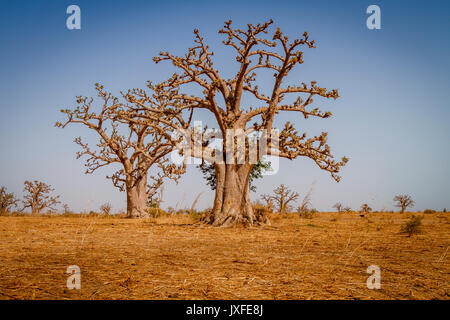 Enormi alberi di baobab in secca savana arida del sud ovest del Senegal. Foto Stock