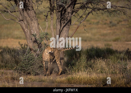Wildlife safari di ghepardi nel selvaggio al kgalagadi parco transfrontaliero al confine con il Sud Africa Namibia e Botswana Foto Stock