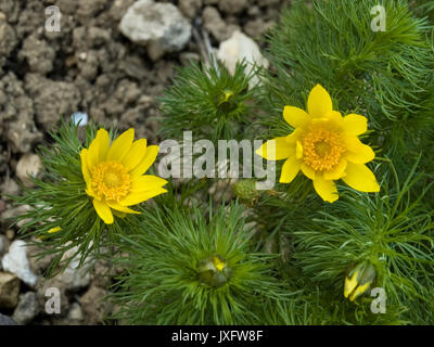 Fiori gialli di fagiano's eye Foto Stock