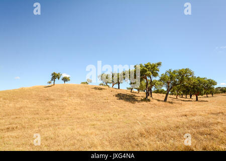 Alentejo collinare paesaggio con querce da sughero e i campi gialli in tarda estate vicino a Beja, Portogallo Europa Foto Stock