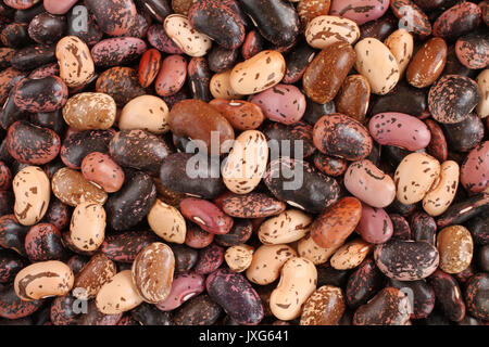 Sfondo di cibo - materie viola, rosa, beige marrone con screziato i fagioli borlotti Foto Stock