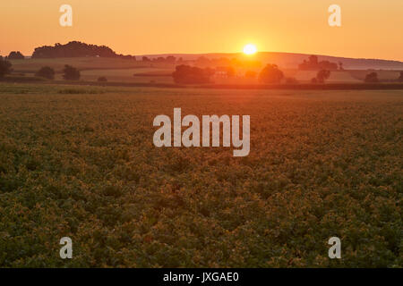 Estate sunrise nel Paese Amish, uccello in mano, Lancaster County, Pennsylvania, STATI UNITI D'AMERICA Foto Stock
