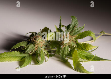 Fresh Cut Marijuana Foto Stock