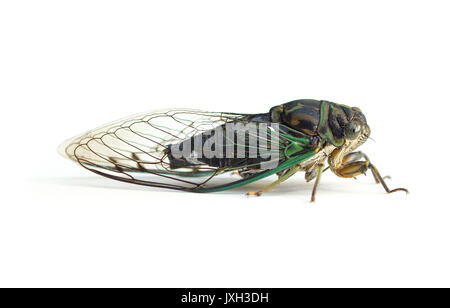 Un grande nero e verde cicala (Neotibicen) isolato su sfondo bianco Foto Stock