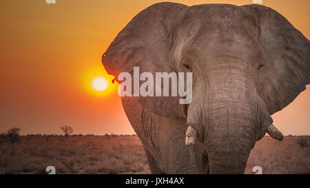 Extreme close-up verticale dei maschi di elefante africano con rotture di zanne e strappate le orecchie. Foto Stock