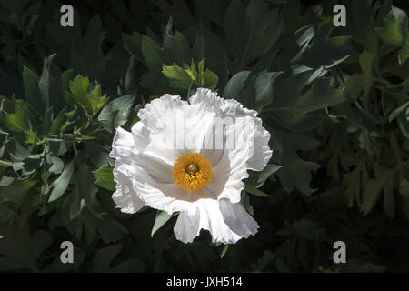 Bianco brillante Maitilija singole colture di papavero al di fuori Foto Stock