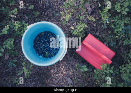 Berry strumenti di prelievo, un cucchiaio e berry picker su un sentiero nel bosco Foto Stock