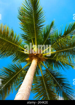 Palma da cocco albero più luminoso cielo blu Foto Stock