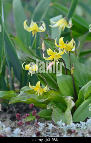 Cane al dente viola (erythronium pagoda) Foto Stock