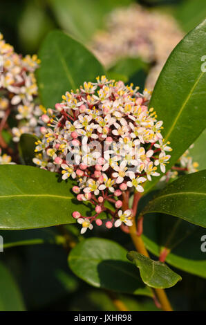 Skimmia giapponese (skimmia japonica) Foto Stock