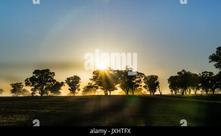 La mattina presto sun sollevare con foggy passando attraverso gli alberi in Australian Outback con fresco tagliato i campi Foto Stock