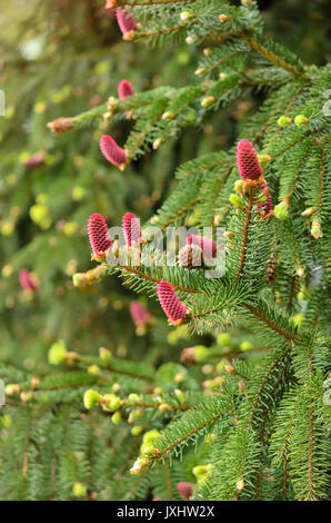 Comune di abete rosso (Picea abies 'acrocona') Foto Stock