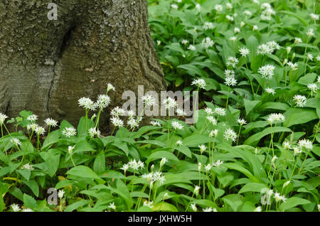 Legno l'aglio (Allium ursinum) Foto Stock