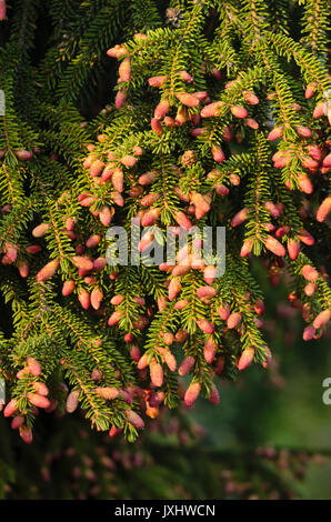 Oriental abete (picea orientalis) Foto Stock