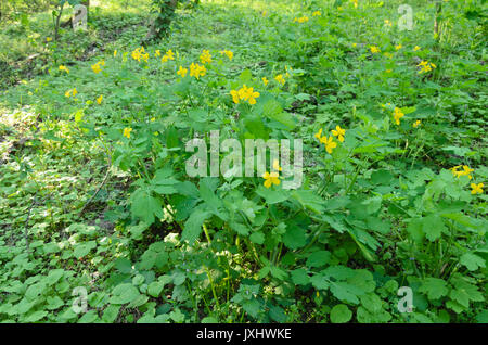 Maggiore celandine (chelidonium majus) Foto Stock