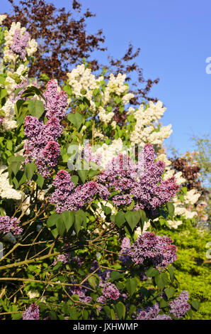 Comune (lilla Syringa vulgaris) Foto Stock