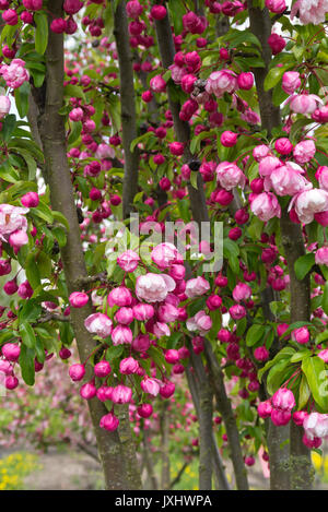 Crab Apple (malus van eseltine) Foto Stock