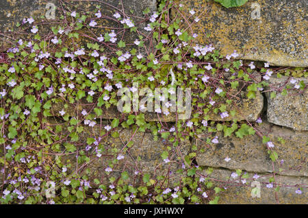 Edera-lasciava toadflax (cymbalaria muralis) Foto Stock