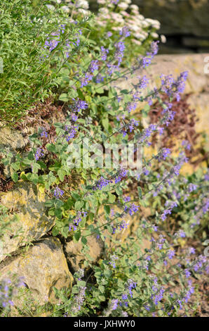 Nepitella (nepeta x faassenii) Foto Stock