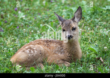 Il capriolo (Capreolus capreolus), fulvo, cinque settimane, giacente in prato, Algovia, Baviera, Germania Foto Stock