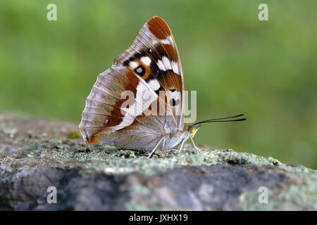 Viola imperatore (Apatura iris), femmina seduto sulla pietra, Siegerland, Nord Reno-Westfalia, Germania Foto Stock