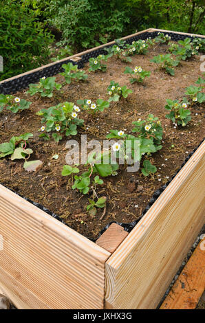 Giardino fragola (Fragaria x ananassa) in un letto sollevata. Design: Marianne e Detlef Lüdke Foto Stock