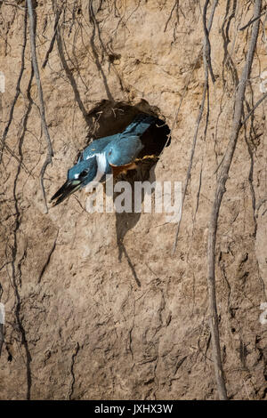 Di inanellare kingfisher(Megaceryle torquata), volare fuori della grotta di allevamento, Kingfisher, Pantanal, Mato Grosso do Sul, Brasile Foto Stock